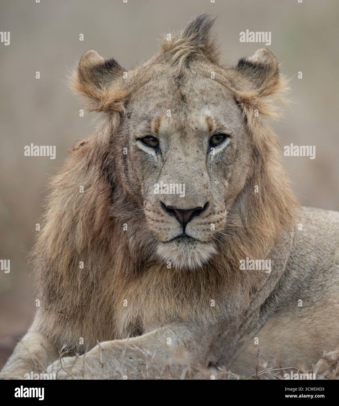 Maschio di leone africano Foto Stock