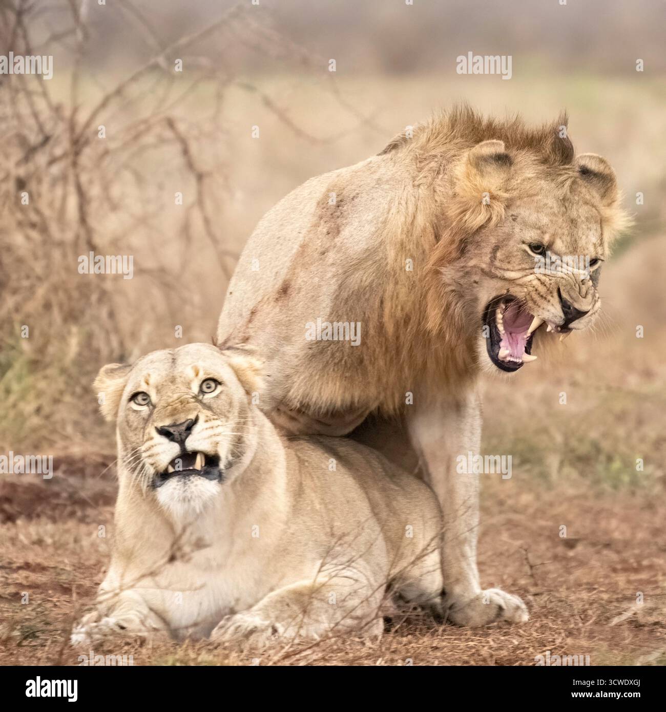 Le abitudini di accoppiamento dei leoni africani comportano frequenti copulazioni di breve durata per diversi giorni, tipicamente iniziate dalla leonessa ricettiva Foto Stock