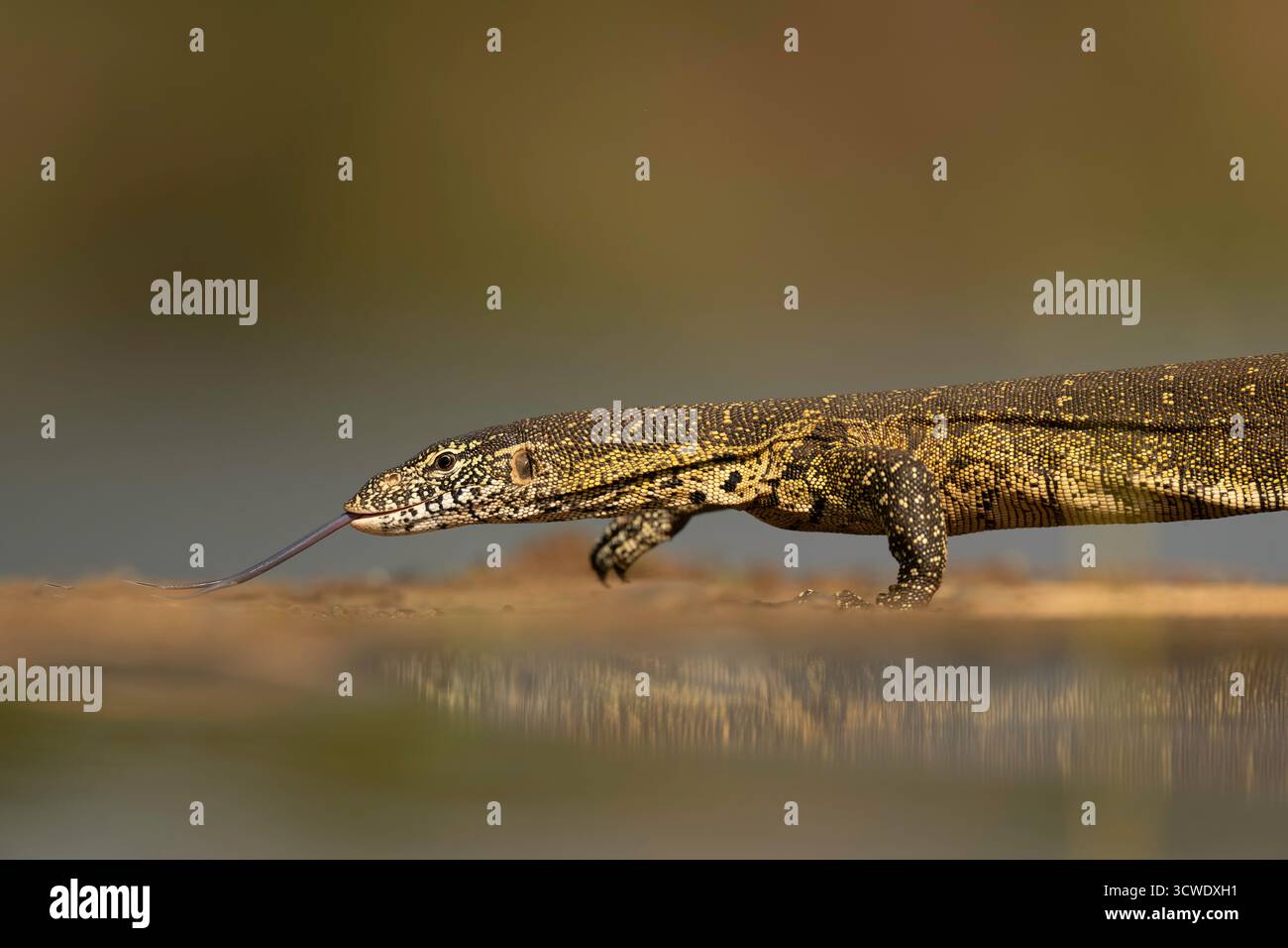 Lucertole (Varanus), lucertole del genere Varanus, l'unico genere esistente della famiglia Varanidae. Sono originari dell'Africa, dell'Asia e dell'Oceania Foto Stock