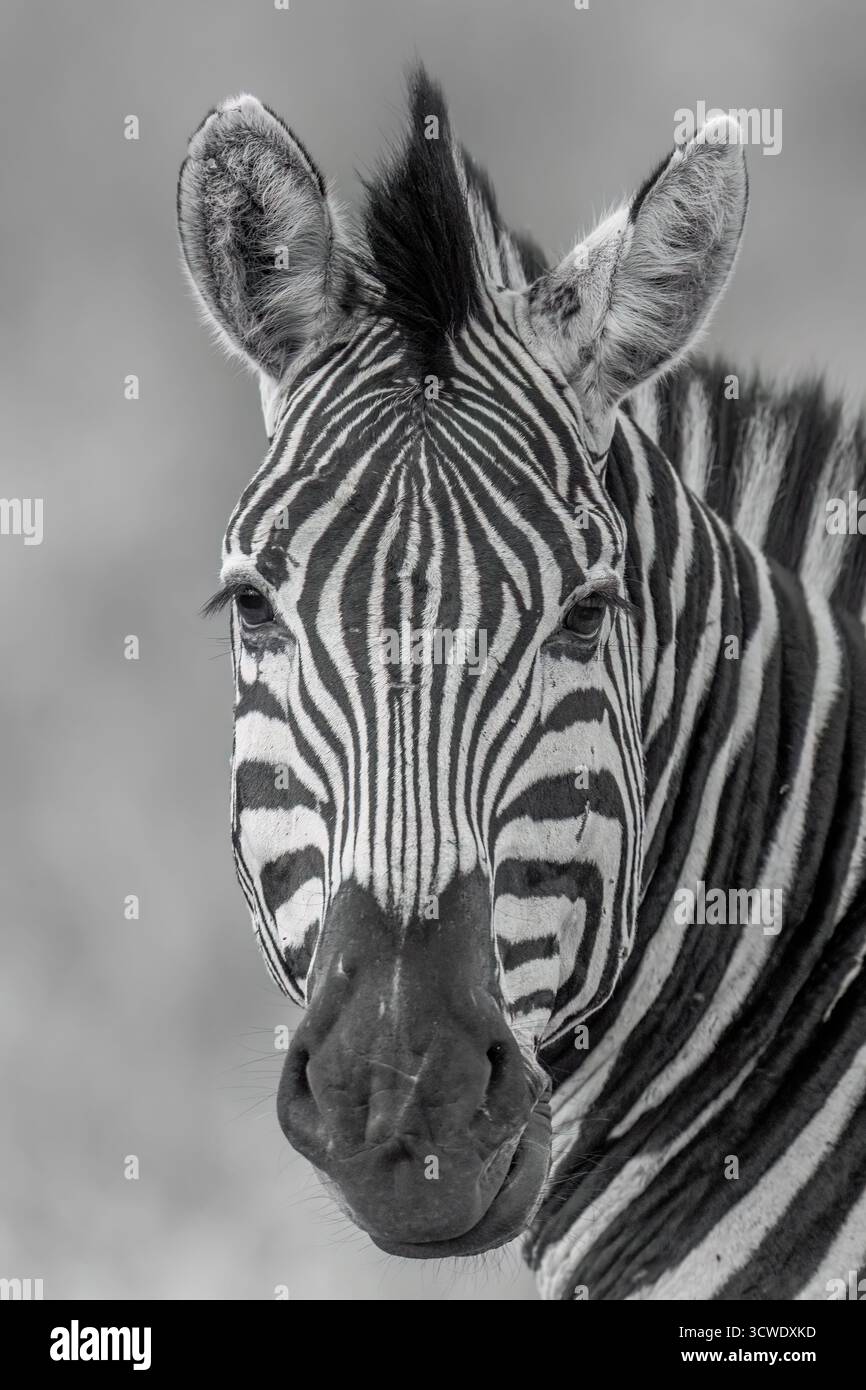 Pains Zebra (Equus quagga) ritratto in bianco e nero Foto Stock