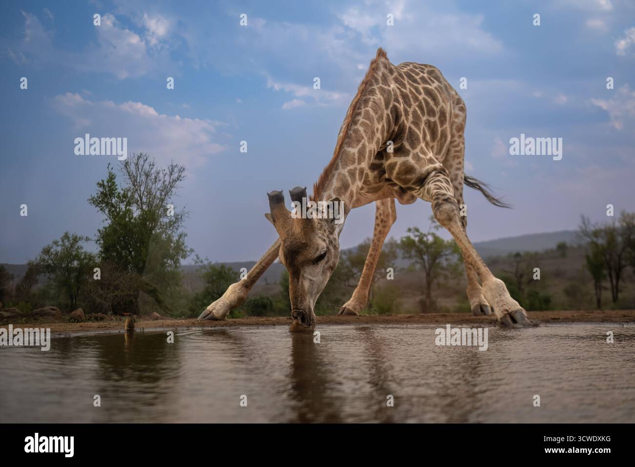 La giraffa meridionale (Giraffa giraffa), nota anche come giraffa a due corna, è una specie di giraffa originaria dell'Africa meridionale. Foto Stock