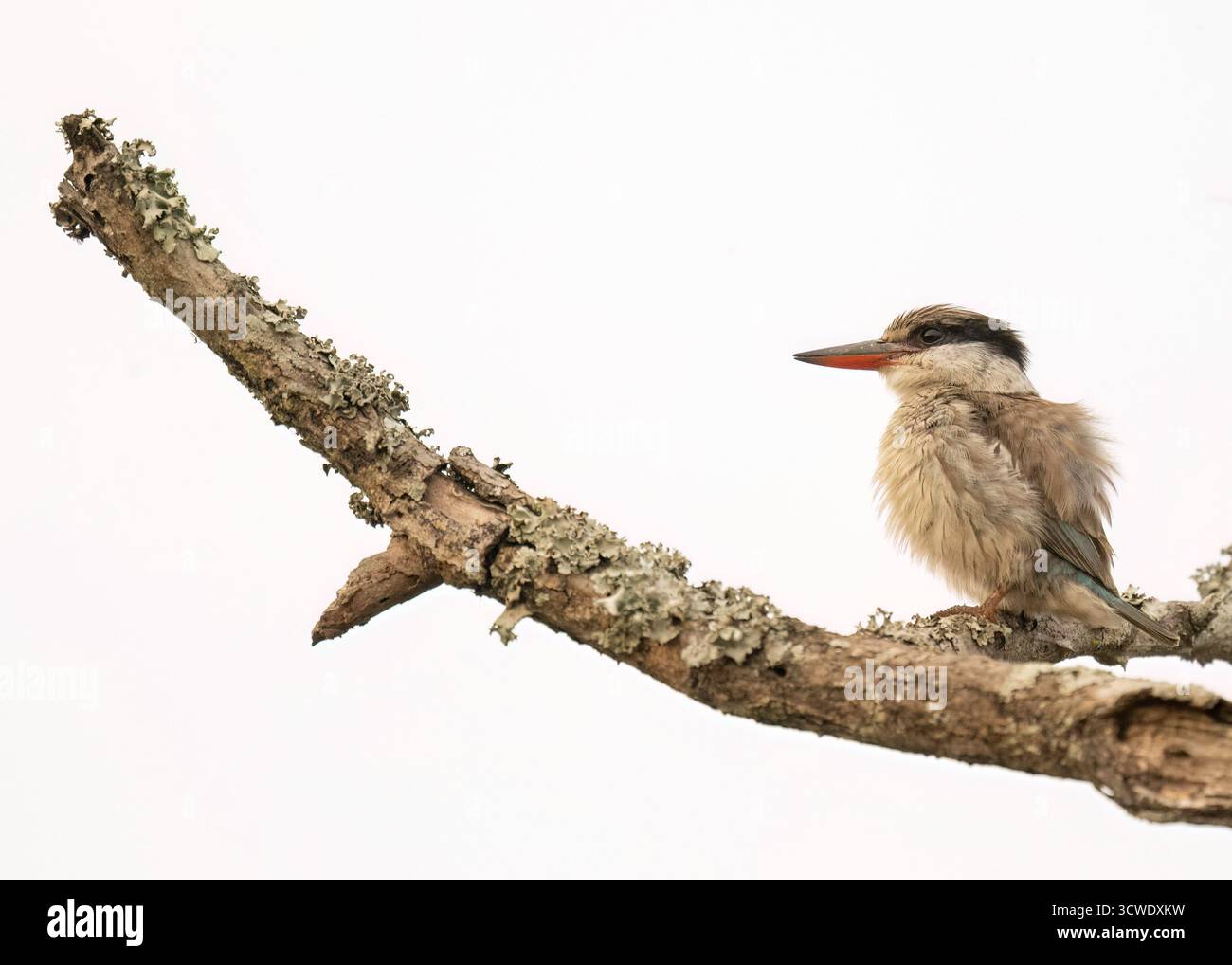 Kingfisher spogliato (Halcyon chelicuti) sul persico Foto Stock
