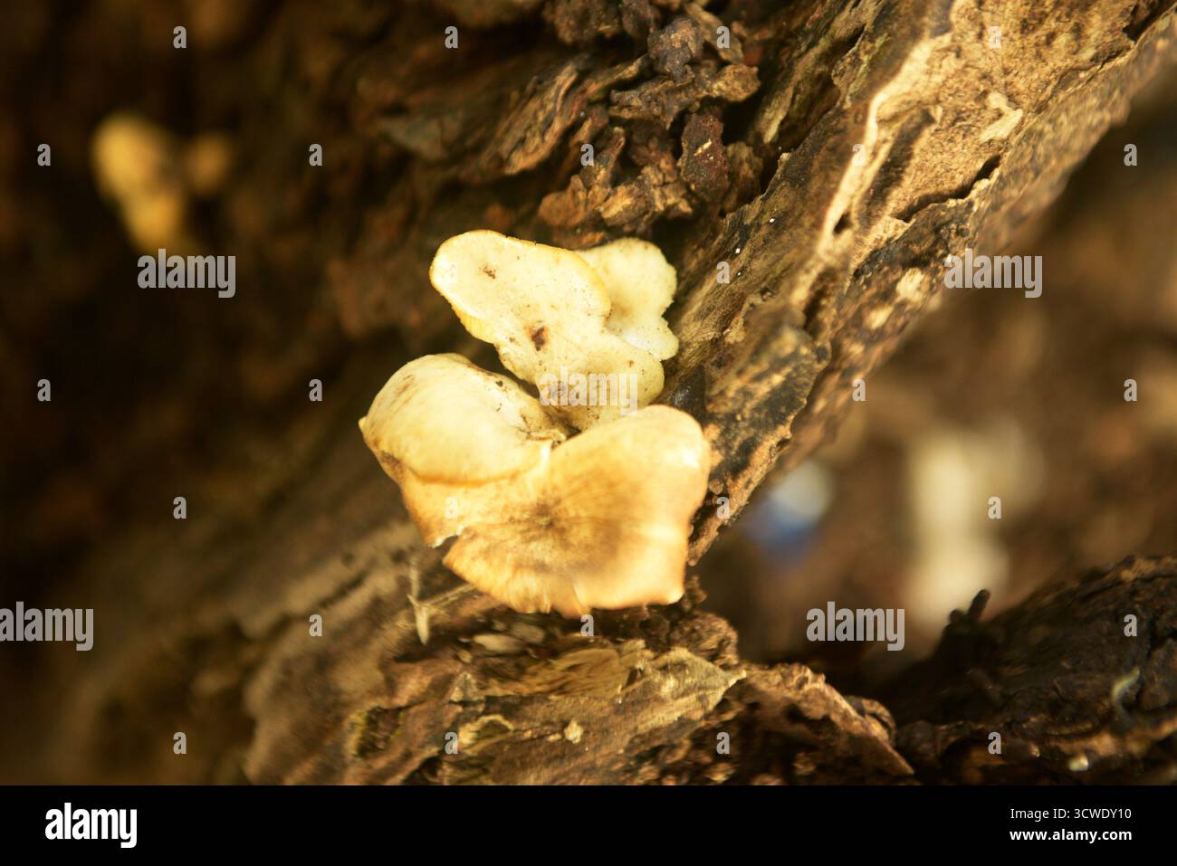 Grebe Mushroom vecchio tronco morto Foto Stock