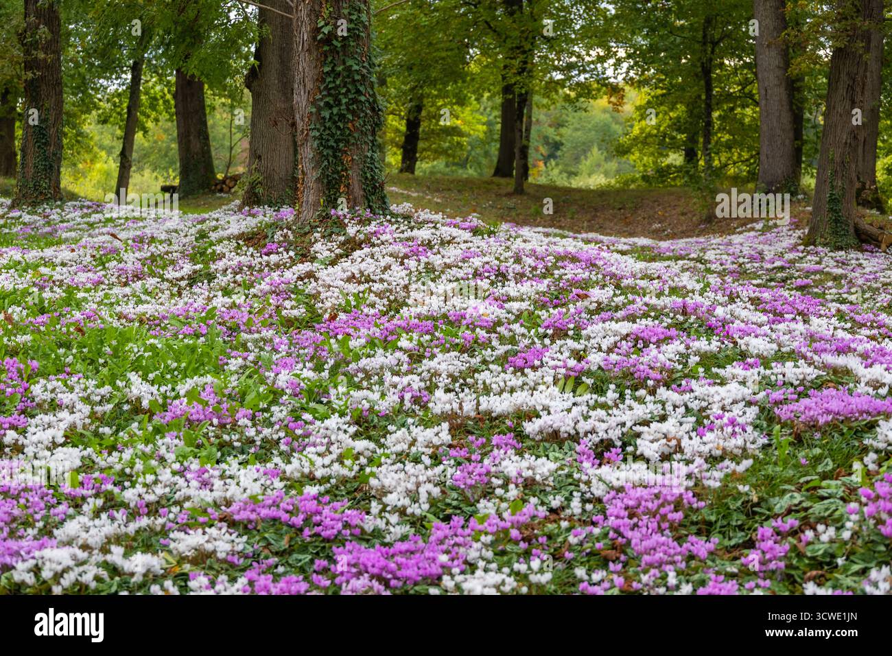 Abbondanti fiori ciclamini bianchi e rosa che crescono insieme in un lussureggiante giardino verde creando un colorato tappeto floreale primaverile Foto Stock