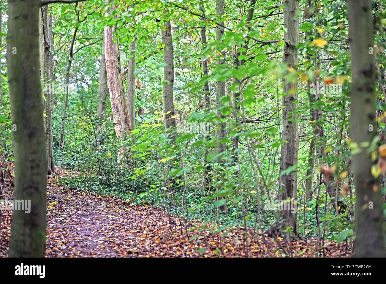 Überlebenswichtige Wälder für die Menschheit Wälder bei stillen Wetterlagen vor Beginn der Laubfärbung und des Laubfalls und der Ruhe im Winterhalbjahr. *** Foreste importanti per la sopravvivenza delle foreste dell'umanità in condizioni meteorologiche calme prima dell'inizio della colorazione delle foglie e della caduta e del riposo delle foglie nei mesi invernali Foto Stock