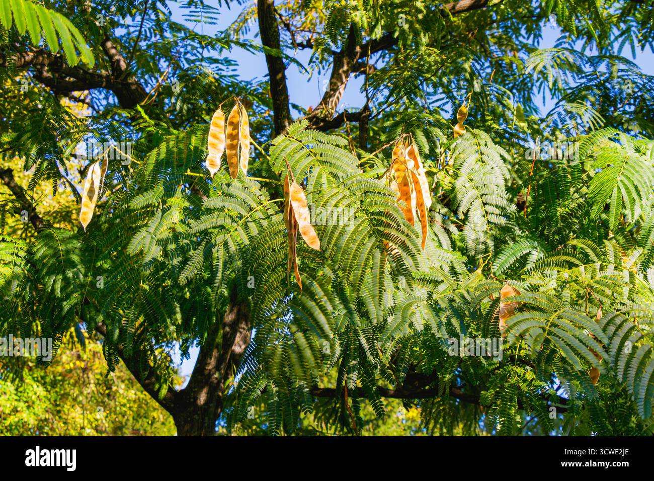 Vista dettagliata dei rami di acacia con baccelli di semi dorati allungati e delicato fogliame verde illuminato dalla calda luce del sole autunnale, che rappresenta il mare Foto Stock