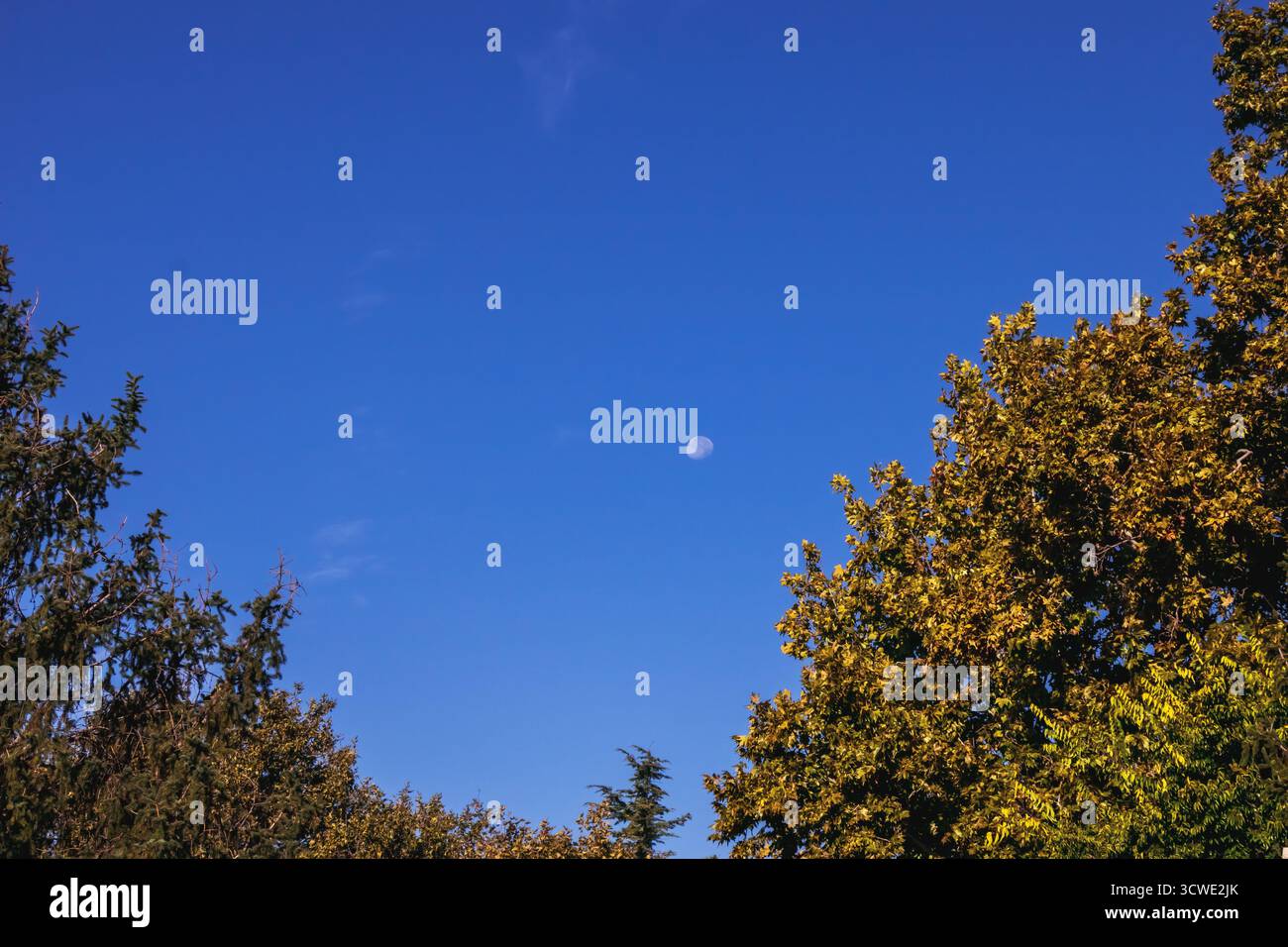 Ampia vista di un cielo azzurro limpido con la luna visibile sulle cime degli alberi di colore autunnale in un tranquillo parco, catturato durante la calma luce del pomeriggio che simboleggia Foto Stock