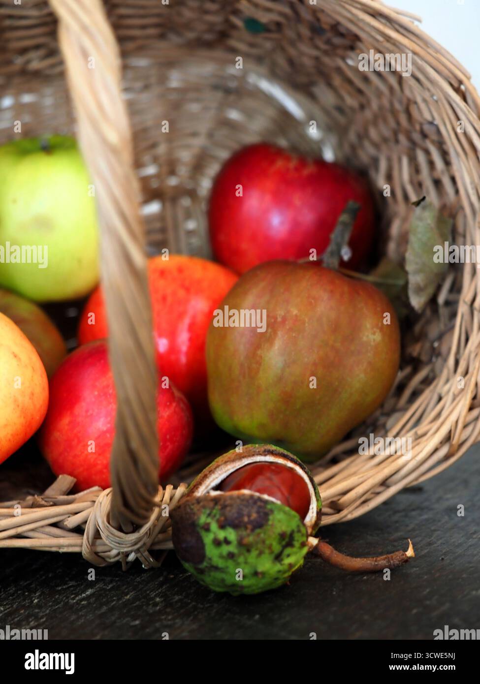 Mele di varietà inglesi e un conker raccolti al momento del raccolto, Northamptonshire, Regno Unito Foto Stock