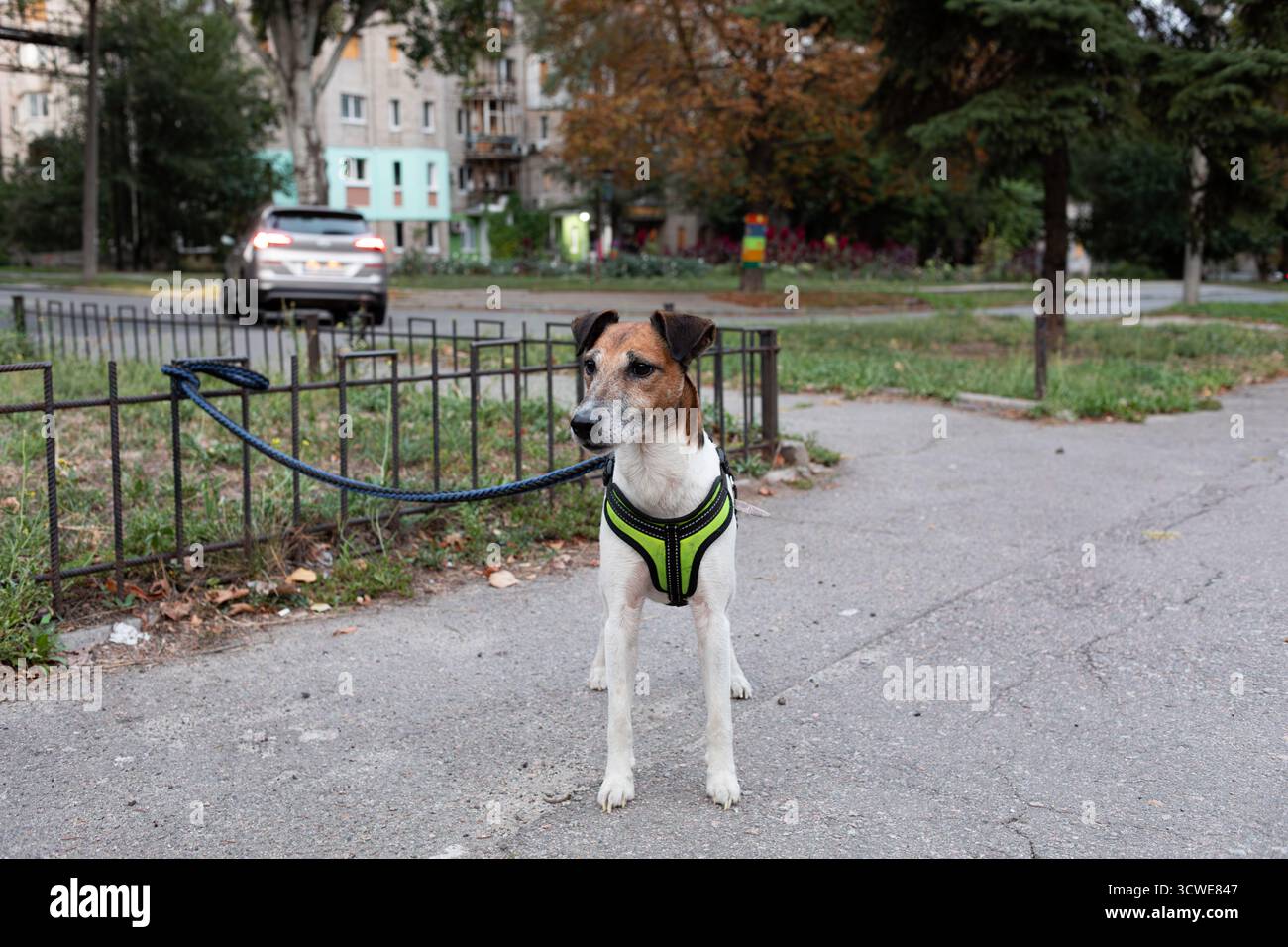 Un piccolo cane che indossa un'imbragatura in piedi al guinzaglio in un parco urbano, che rappresenta la proprietà degli animali domestici, le passeggiate giornaliere e lo stile di vita cittadino. Ideale per la cura degli animali domestici (segue Foto Stock