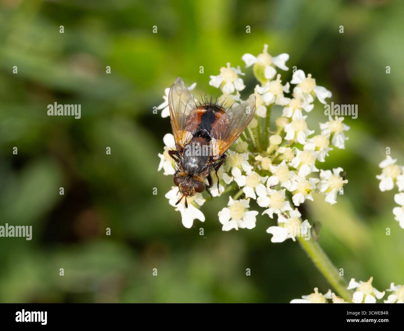 Tachina fera, una specie di vera mosca, arroccata su un fiore di Umbellifer. Foto Stock