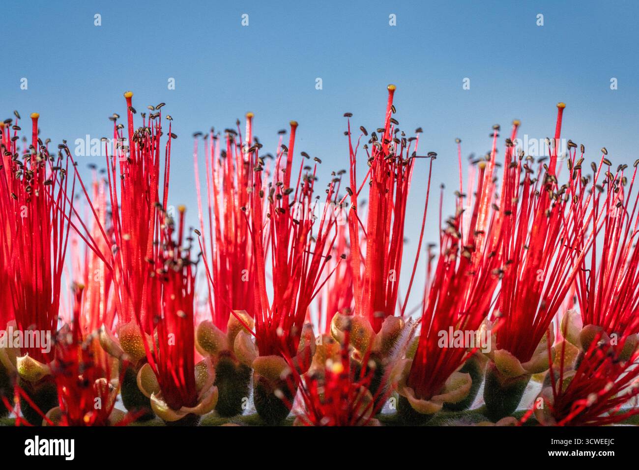 Un albero di boscaglia in fiore di rosso Foto Stock