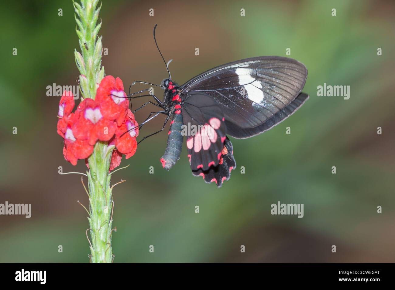 Doris Butterfly (Heliconius doris) su fiore, Costa Rica, America centrale, Foto Stock
