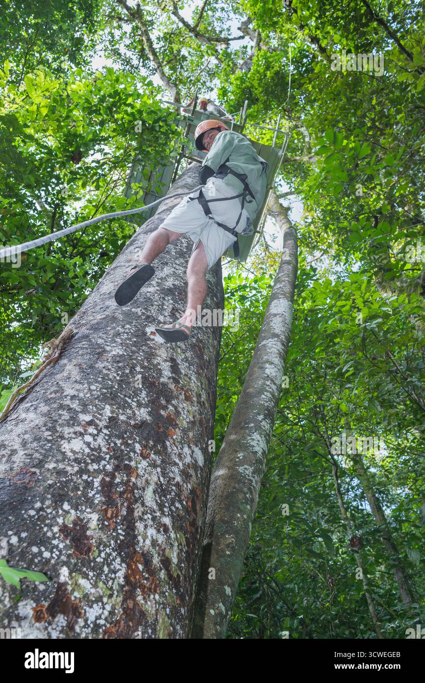 Uomo che abbellono l'albero, Costa Rica, America Centrale Foto Stock