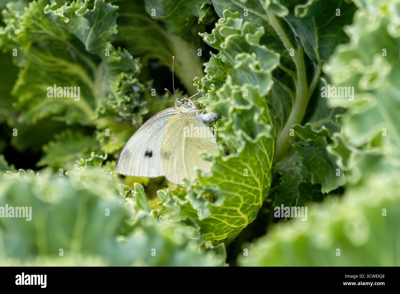 Una farfalla bianca di cavolo su una pianta di cavolo di Kale. Vista ravvicinata. Foto Stock