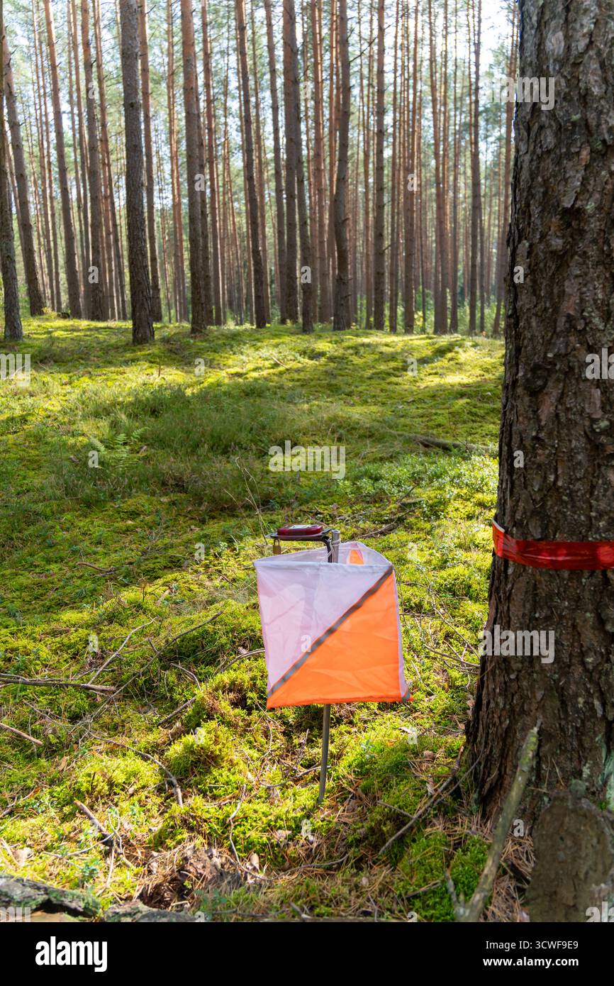 Un marcatore a prisma e un composter elettronico in un punto di controllo orientabile in una pineta illuminata dal sole. Sport all'aperto, navigazione e concetto ecologico. Foto Stock