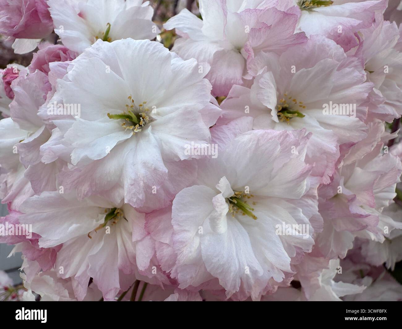 Bellissimo albero di ciliegio in fiore con petali rosa tenui simbolo del rinnovamento primaverile e della bellezza fugace scena naturale serena delicata e floreale Foto Stock