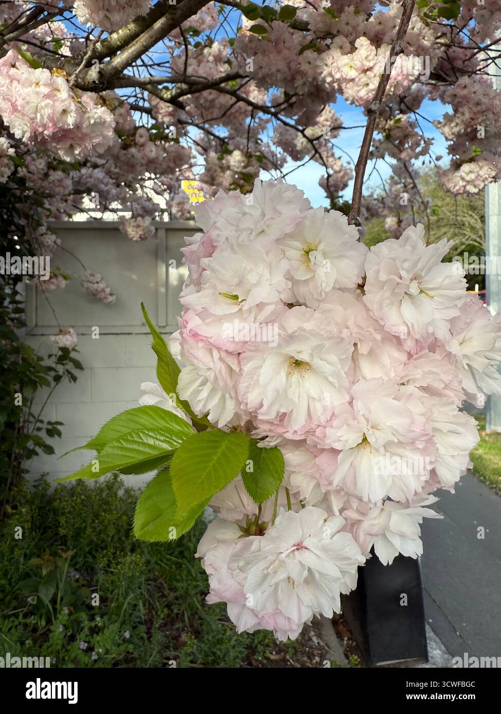 Bellissimo albero di ciliegio in fiore con petali rosa tenui simbolo del rinnovamento primaverile e della bellezza fugace scena naturale serena delicata e floreale Foto Stock