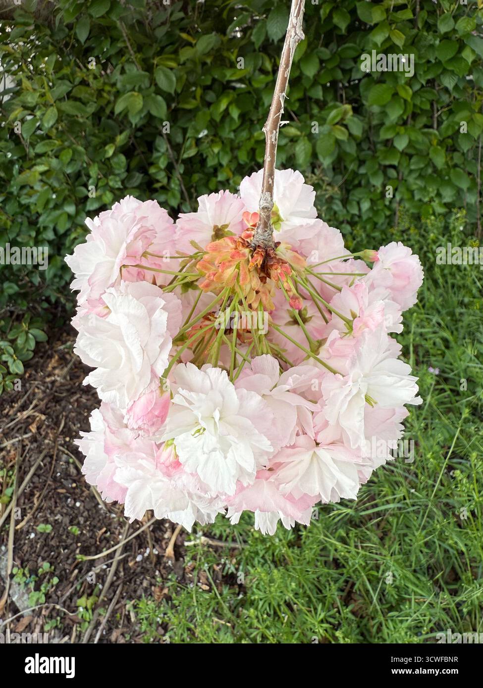 Bellissimo albero di ciliegio in fiore con petali rosa tenui simbolo del rinnovamento primaverile e della bellezza fugace scena naturale serena delicata e floreale Foto Stock