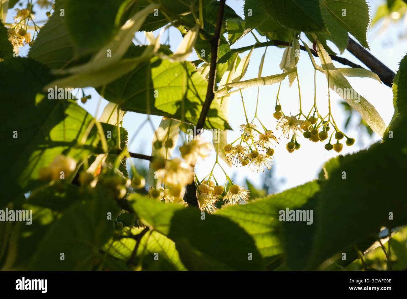 Fiori di tiglio di Tilia, fiorisce con luce solare intensa. Rami di tiglio con fiori gialli in fiore. Bellissime foglie verdi all'aperto, primavera Foto Stock
