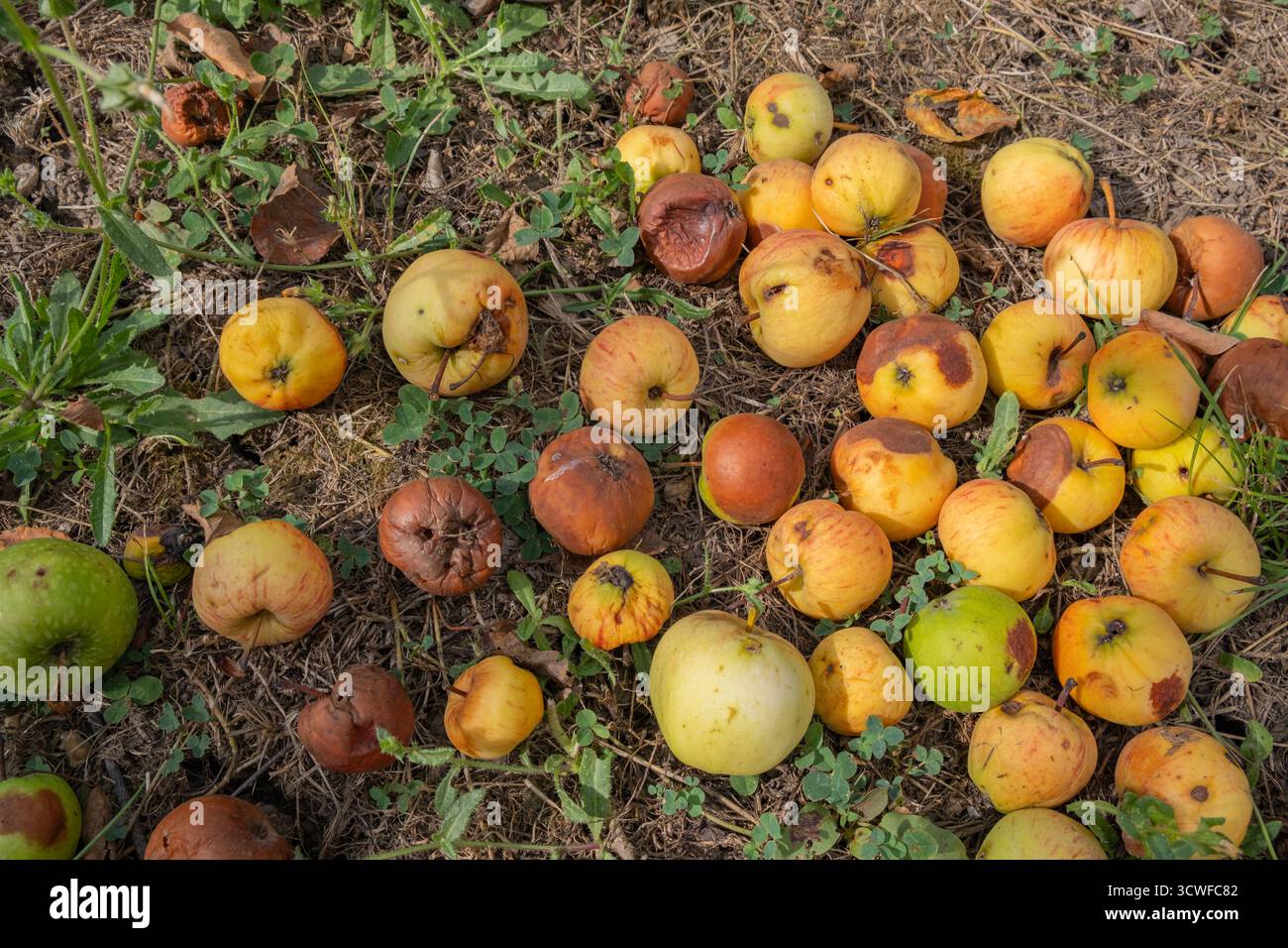 Mele marcio e troppo mature sparse per terra in un frutteto. Alcune mele rimangono fresche, mentre altre mostrano segni di decadimento. Decomposizione dei frutti caduti Foto Stock