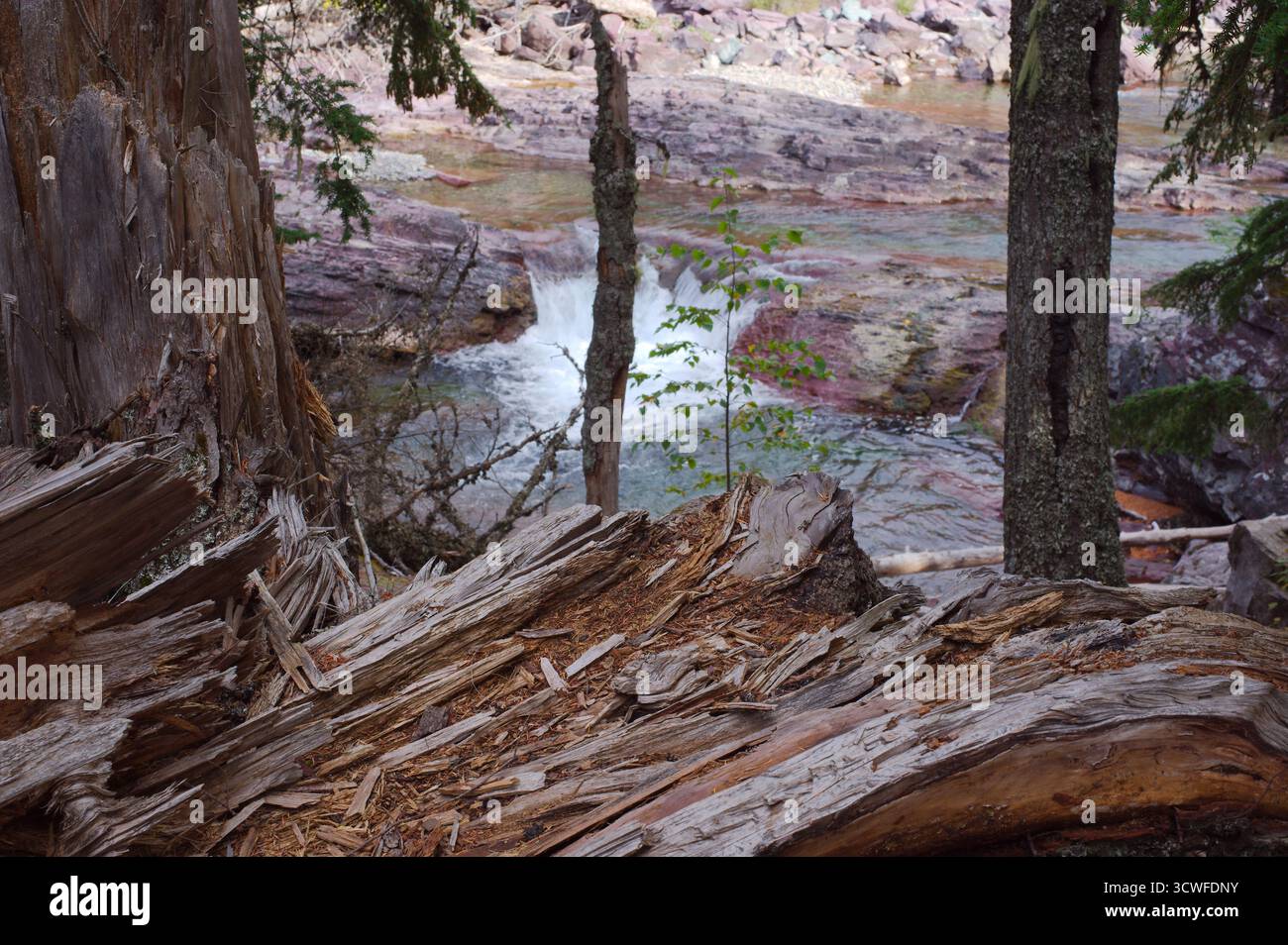 Foresta tranquilla vicino a un fiume roccioso con cascate e dighe cadute. Glacier National Park Montana. Con un fiume che scorre, una piccola cascata, Foto Stock