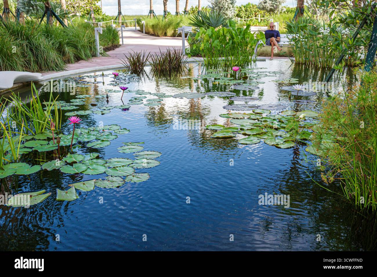 Miami Beach, Florida, Ocean Terrace Park, giardino acquatico con laghetto, ninfee che fioriscono piante acquatiche tropicali, design del paesaggio della piscina riflettente, pa pubblica Foto Stock