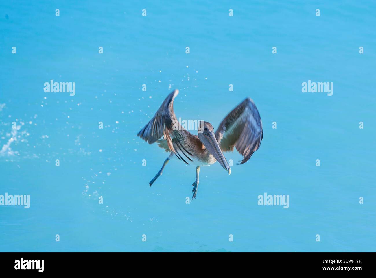 Pellicano bruno (Pelecanus occidentalis) in volo, Key West, Florida, USA Foto Stock