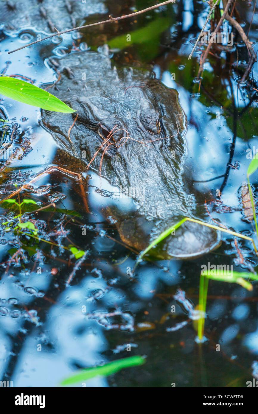 Alligatore americano (Alligator missispiensis), sommerso, Isola di Sanibel, J.N. Ding Darling National Wildlife Refuge, Florida, USA Foto Stock