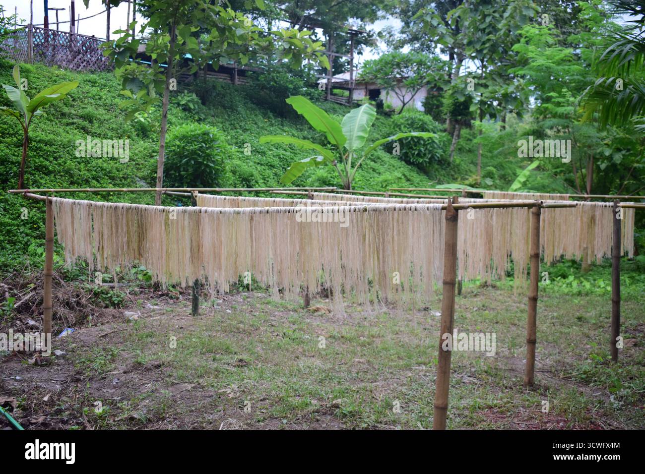 Fibra di banana - fibra naturale ecologica estratta da Banana Plant per tessili e artigianato sostenibili Foto Stock