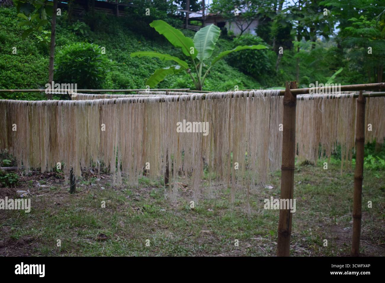 Fibra di banana - fibra naturale ecologica estratta da Banana Plant per tessili e artigianato sostenibili Foto Stock