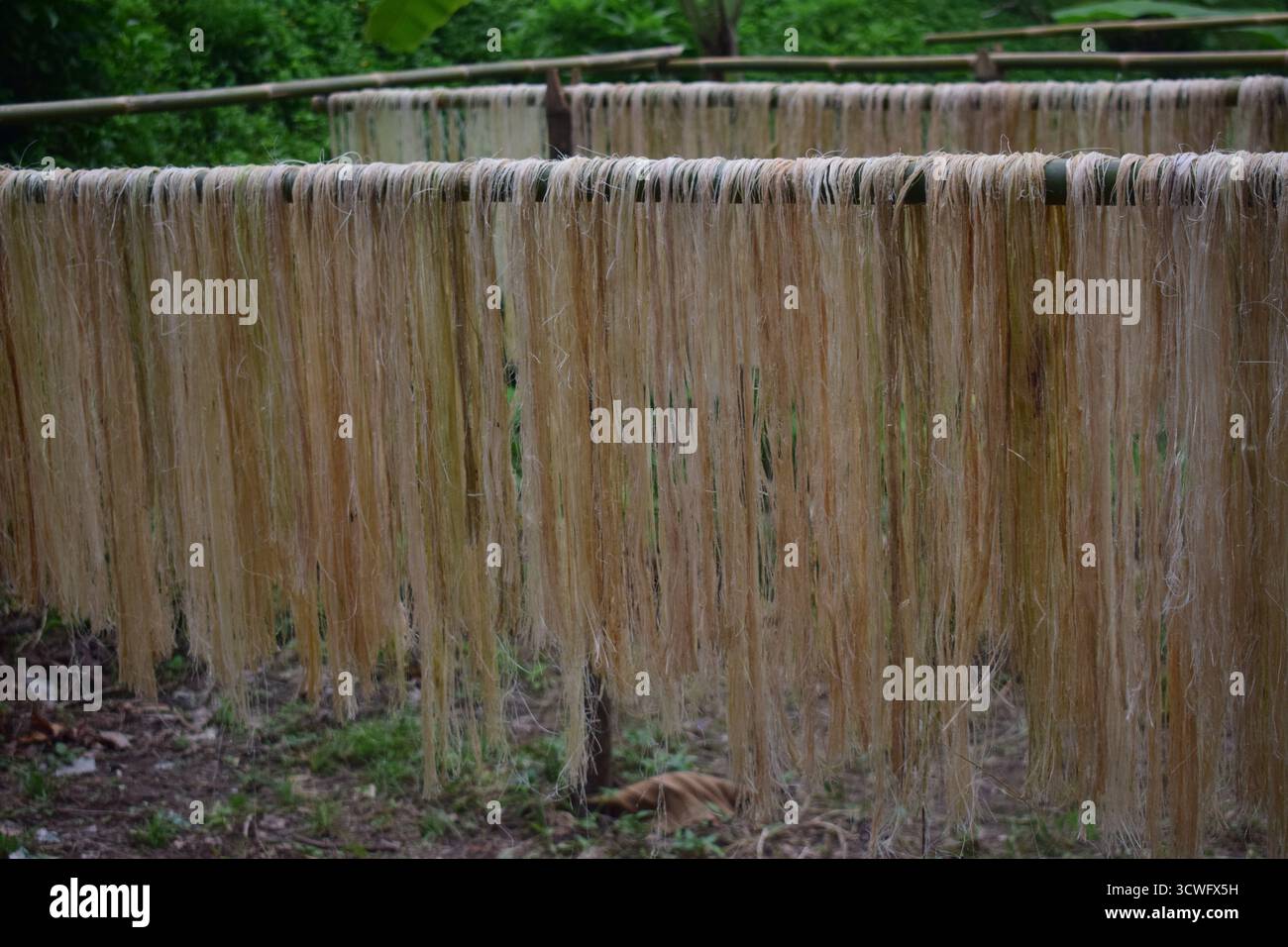 Fibra di banana - fibra naturale ecologica estratta da Banana Plant per tessili e artigianato sostenibili Foto Stock