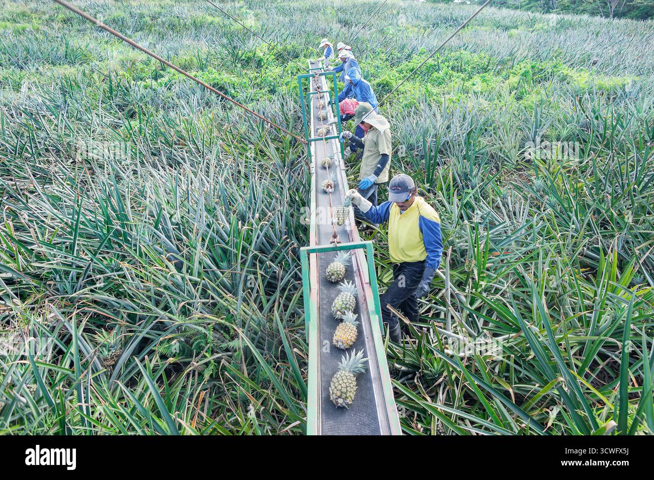 Lavoratori ananassi mettendo su un nastro trasportatore, Costa Rica, America Centrale Foto Stock