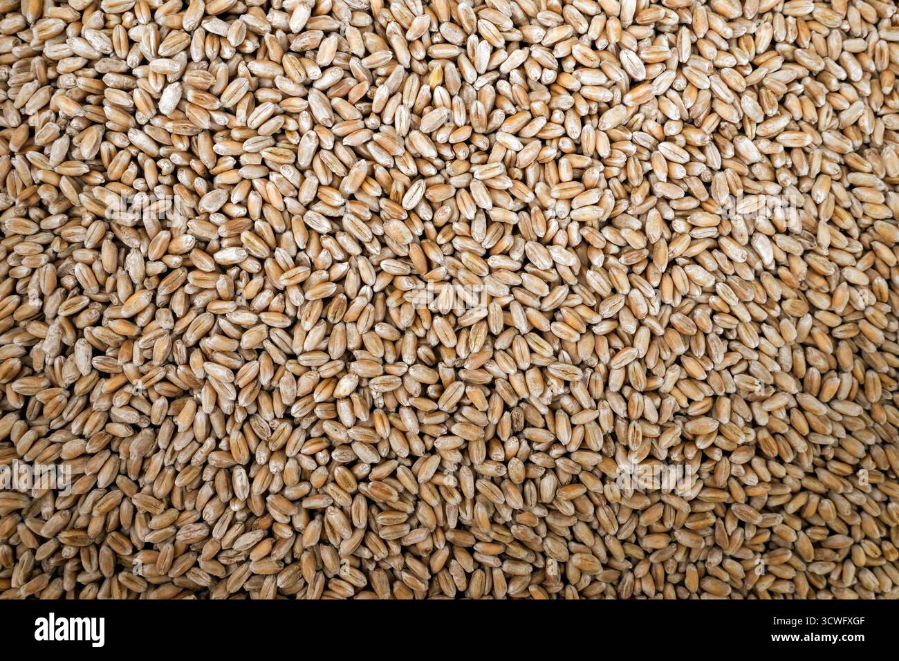 contesto delle colture cerealicole. Fondo semi d'orzo Foto Stock
