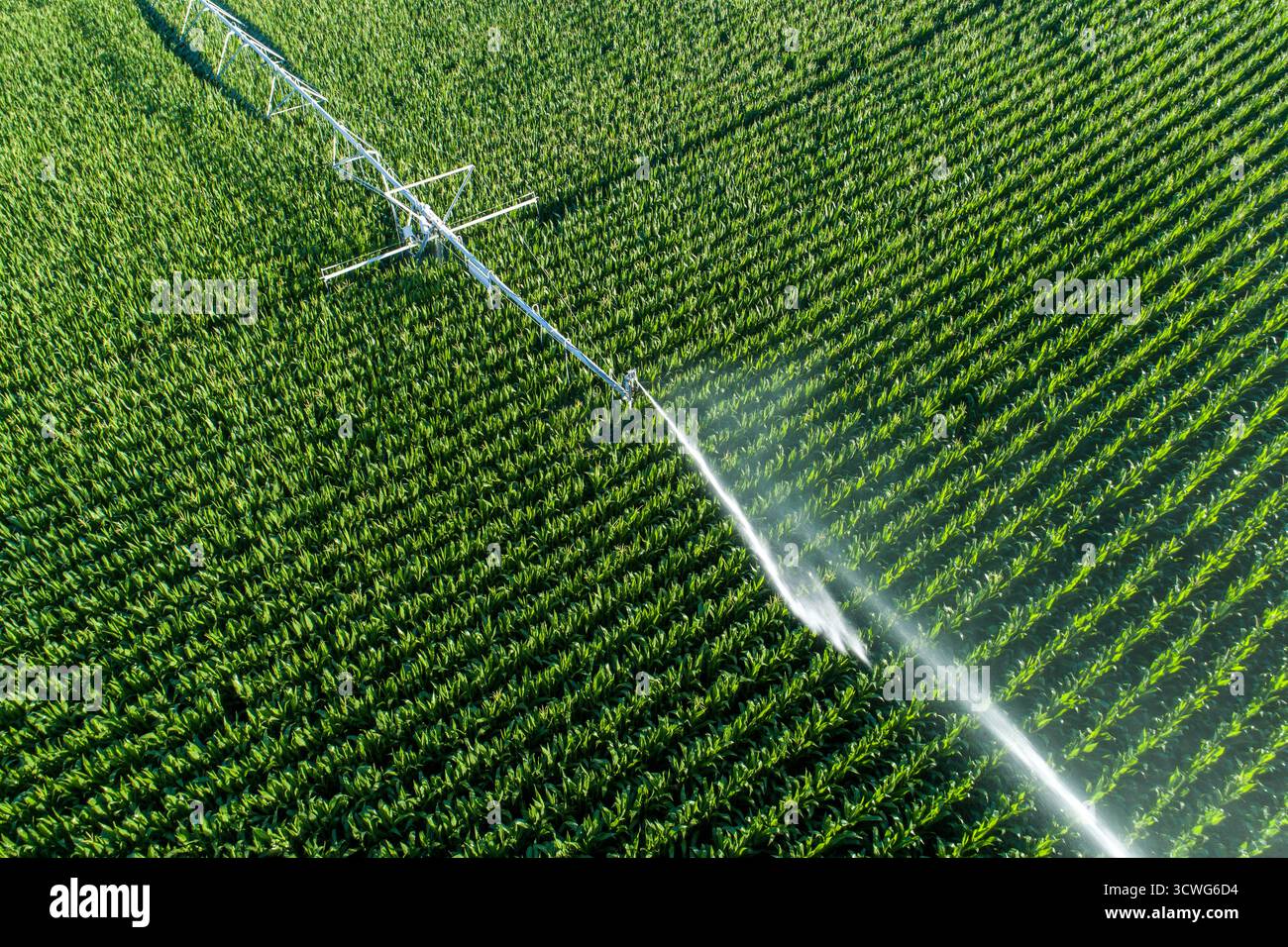 Un campo di granturco verde viene innaffiato da un impianto sprinkler Foto Stock