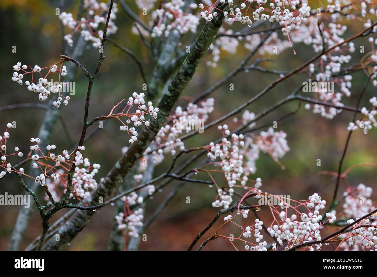 Sorbus cashmiriana, ceneri del monte Kashmir, Kashmir rowan, ammassi di grandi bacche bianche in inverno. Foto Stock