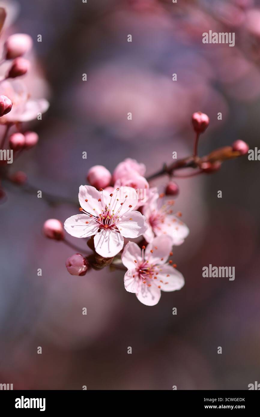 Primo piano dei fiori di ciliegio in piena fioritura in un giorno di primavera Foto Stock