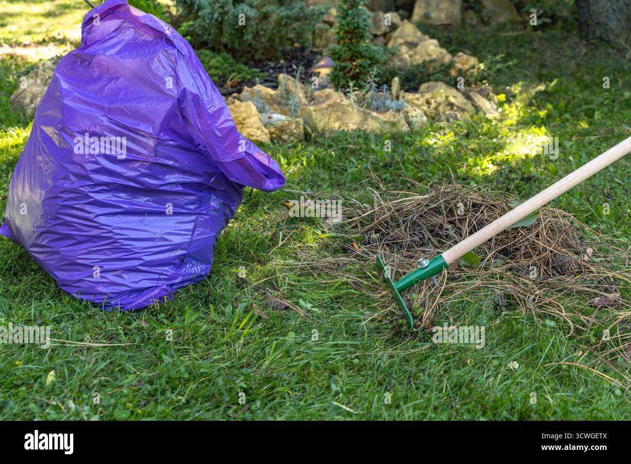 Vista dall'alto della zona di pulizia del giardino con un rastrello, aghi di pino asciutto e un sacchetto di spazzatura viola su un prato verde. Concetto di lavoro all'aperto, manutenzione di giardini, Foto Stock