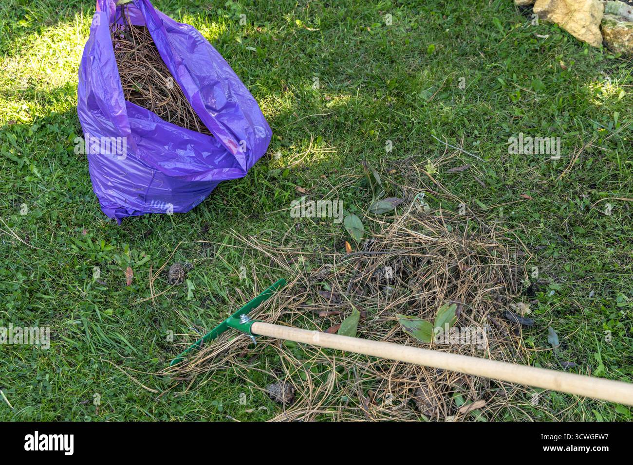 Vista dall'alto della zona di pulizia del giardino con un rastrello, aghi di pino asciutto e un sacchetto di spazzatura viola su un prato verde. Concetto di lavoro all'aperto, manutenzione di giardini, Foto Stock