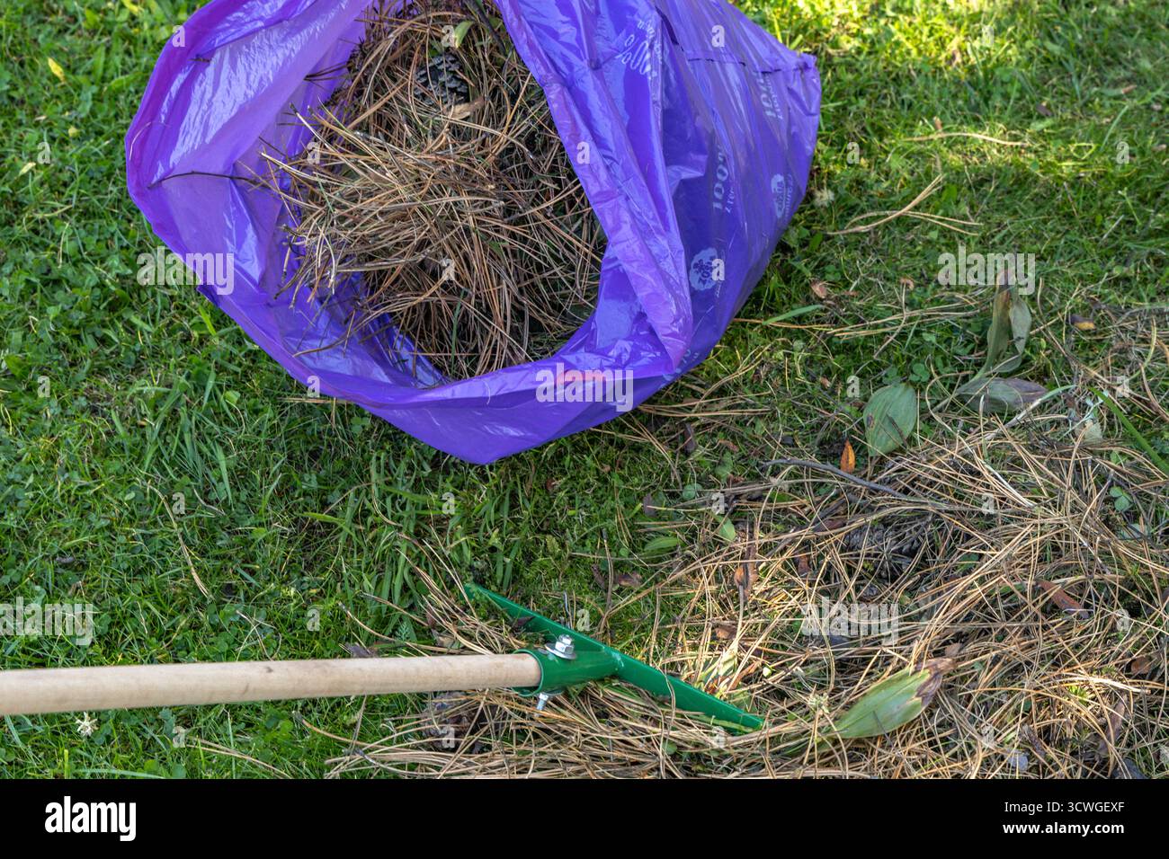 Vista dall'alto della zona di pulizia del giardino con un rastrello, aghi di pino asciutto e un sacchetto di spazzatura viola su un prato verde. Concetto di lavoro all'aperto, manutenzione di giardini, Foto Stock