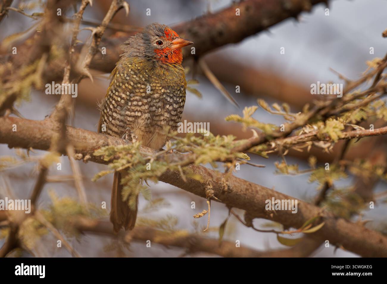 Pytilia melba, piccolo uccello colorato che mangia semi negli Estrildidae, diffuso in tutta l'Africa sub-sahariana, uccello con il rosso nel cespuglio Foto Stock
