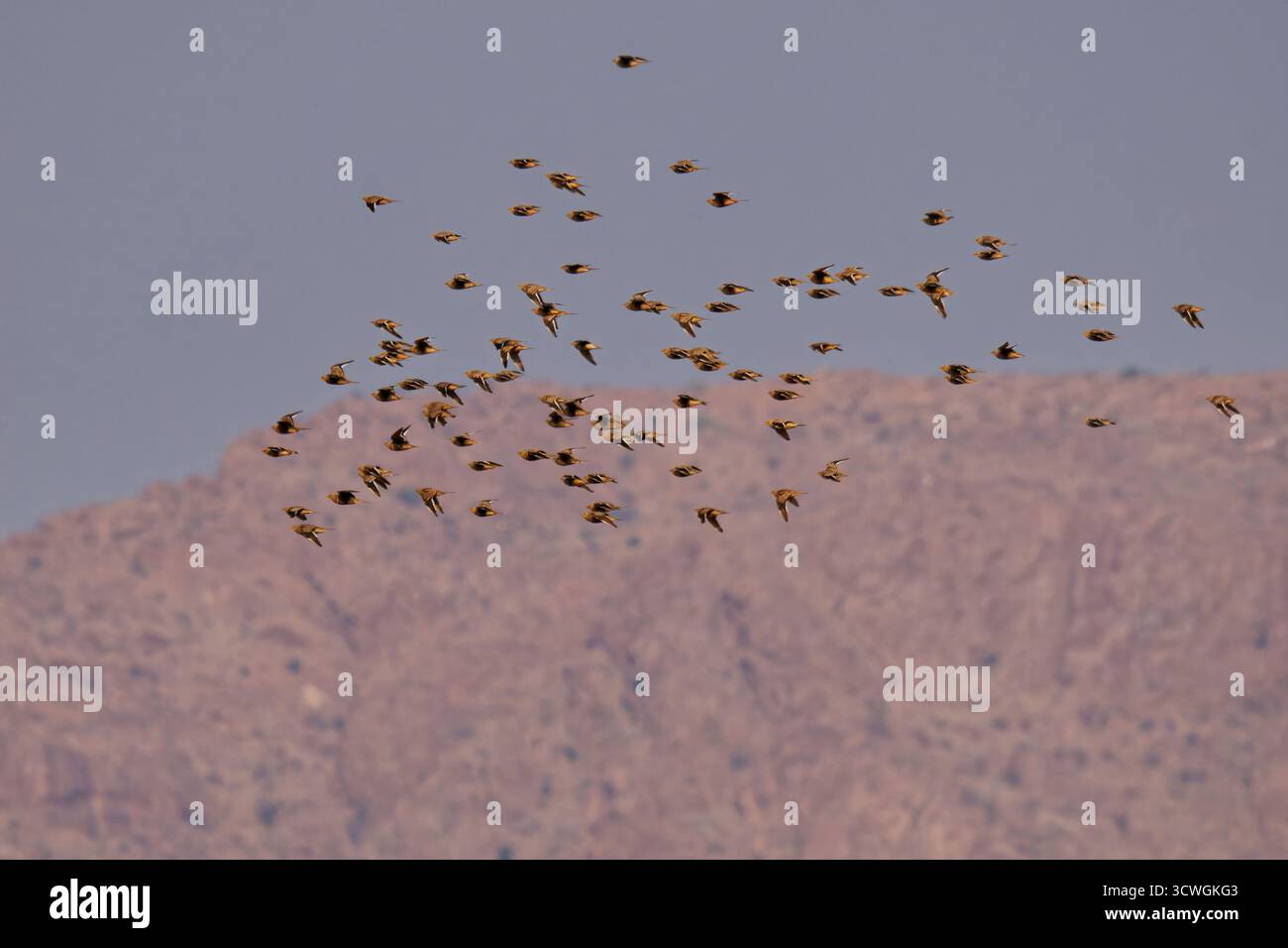 Namaqua sandgrouse Pterocles namaqua uccelli che vivono a terra si trovano nelle regioni aride dell'Africa sud-occidentale, camminano nel deserto, bevono in buche d'acqua, maschi A. Foto Stock