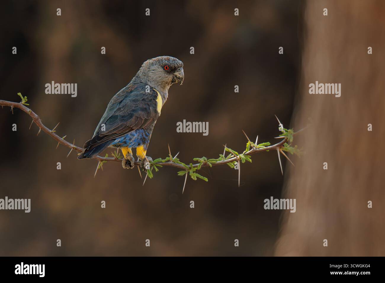 Pappagallo di Ruppell Poicephalus rueppellii o pappagallo di Rueppell, uccello grigio con piume gialle endemico dell'Africa sudoccidentale nella savana dove ci sono Foto Stock