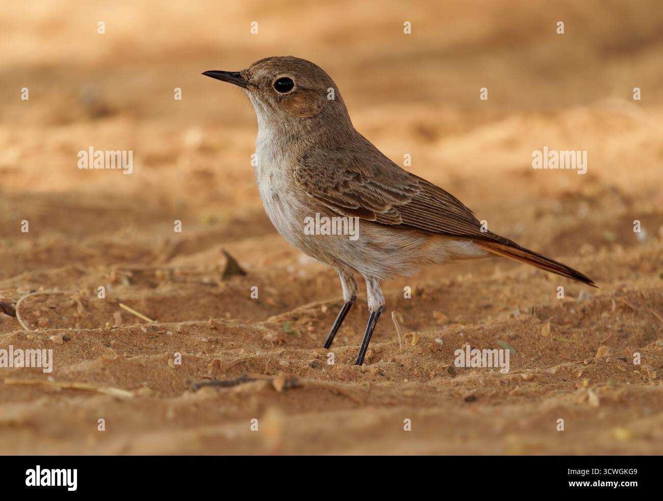 Chiacchierata familiare Oenanthe familiaris piccolo uccello passerino della famiglia dei Muscicapidae, allevatore residente comune in Africa a sud del Sahara nella roc Foto Stock