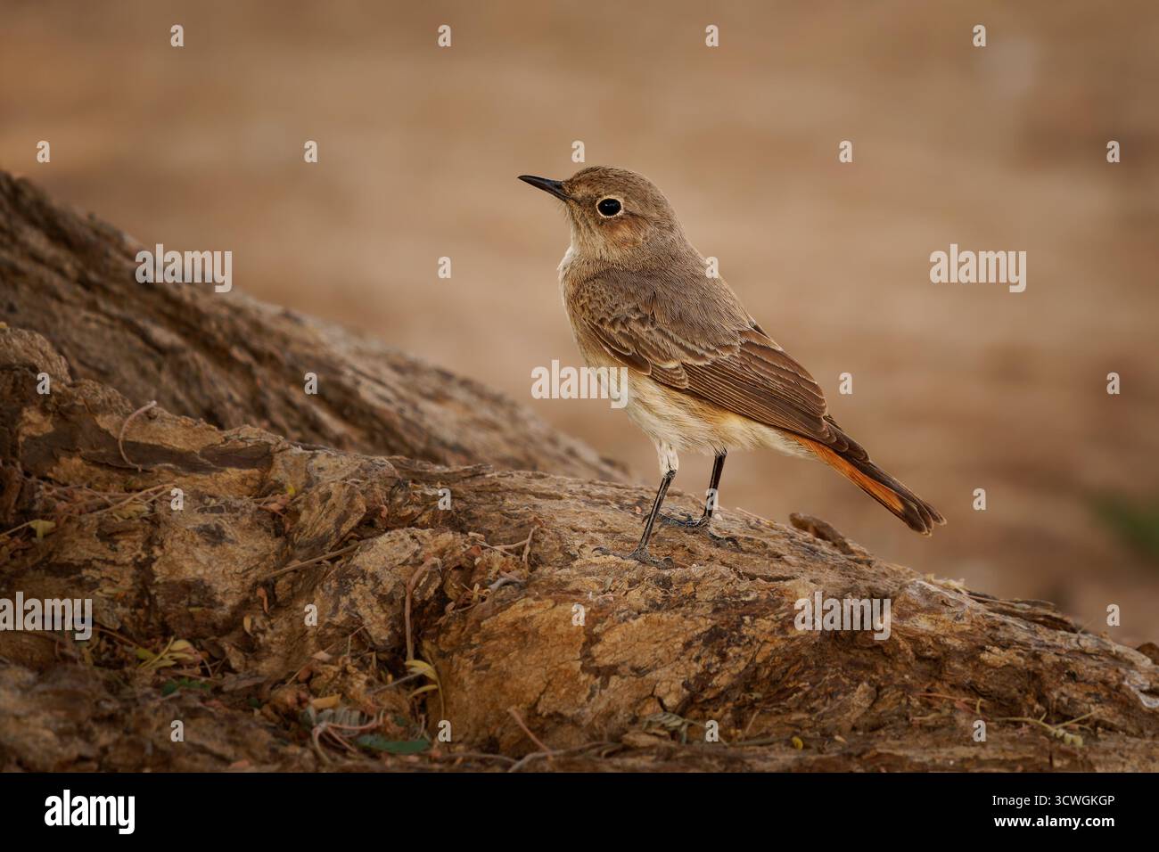 Chiacchierata familiare Oenanthe familiaris piccolo uccello passerino della famiglia dei Muscicapidae, allevatore residente comune in Africa a sud del Sahara nella roc Foto Stock