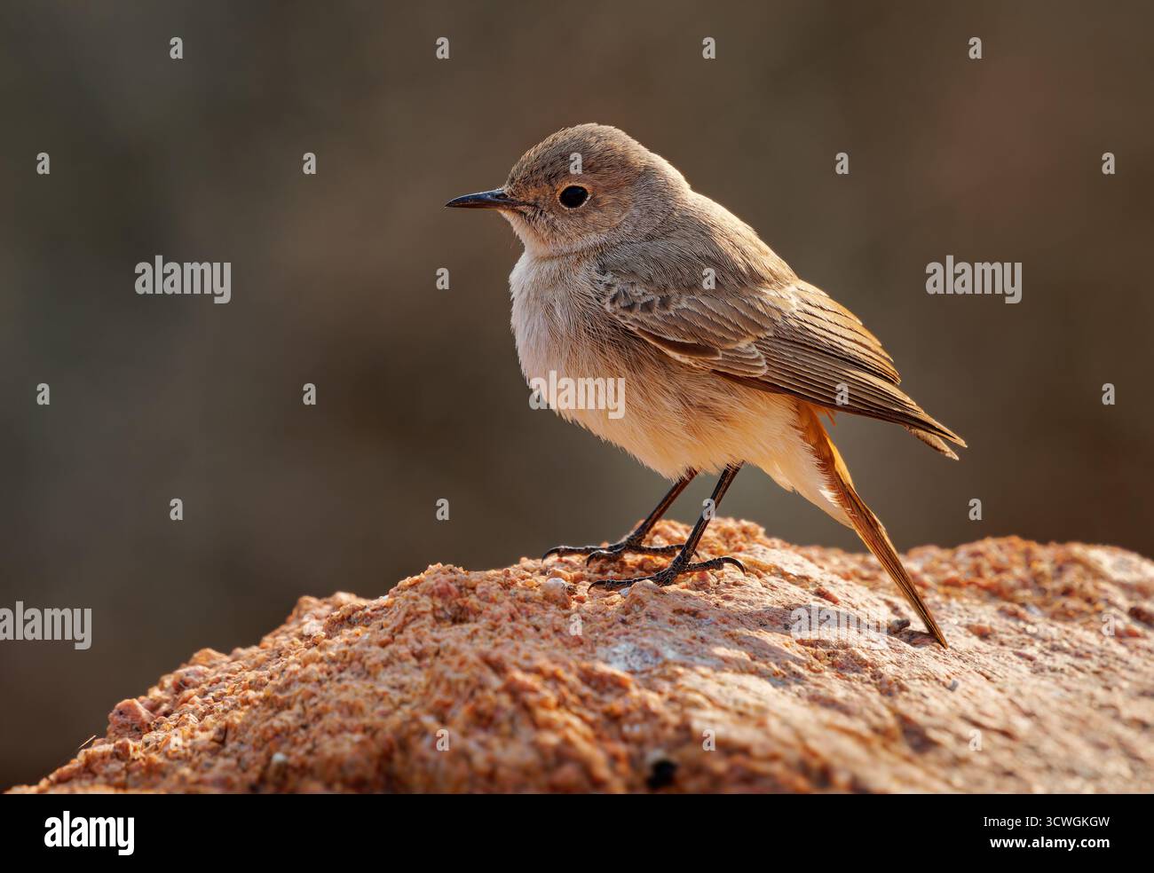 Chiacchierata familiare Oenanthe familiaris piccolo uccello passerino della famiglia dei Muscicapidae, allevatore residente comune in Africa a sud del Sahara nella roc Foto Stock