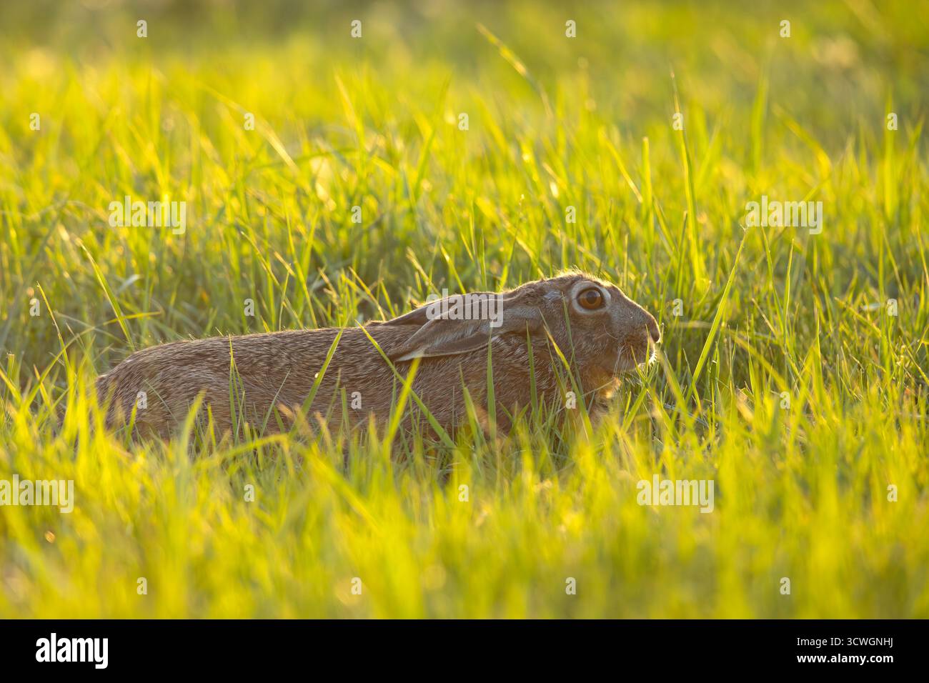 La lepre europea (Lepus europaeus), nota anche come lepre bruna, è una specie di lepre originaria dell'Europa e di parti dell'Asia Foto Stock