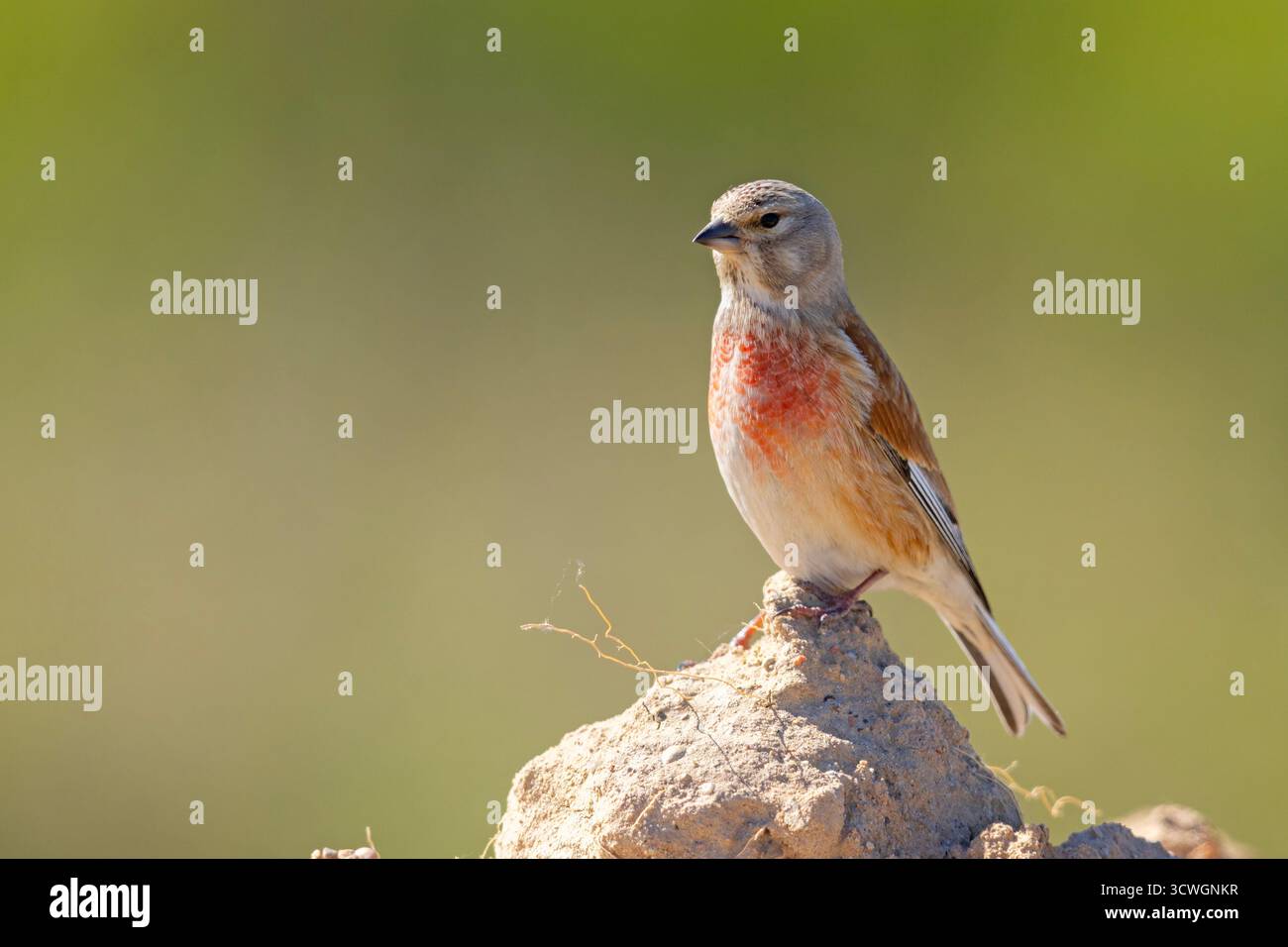 Il linete comune (Linaria cannabina) è un piccolo uccello passerino della famiglia dei finch, Fringillidae Foto Stock