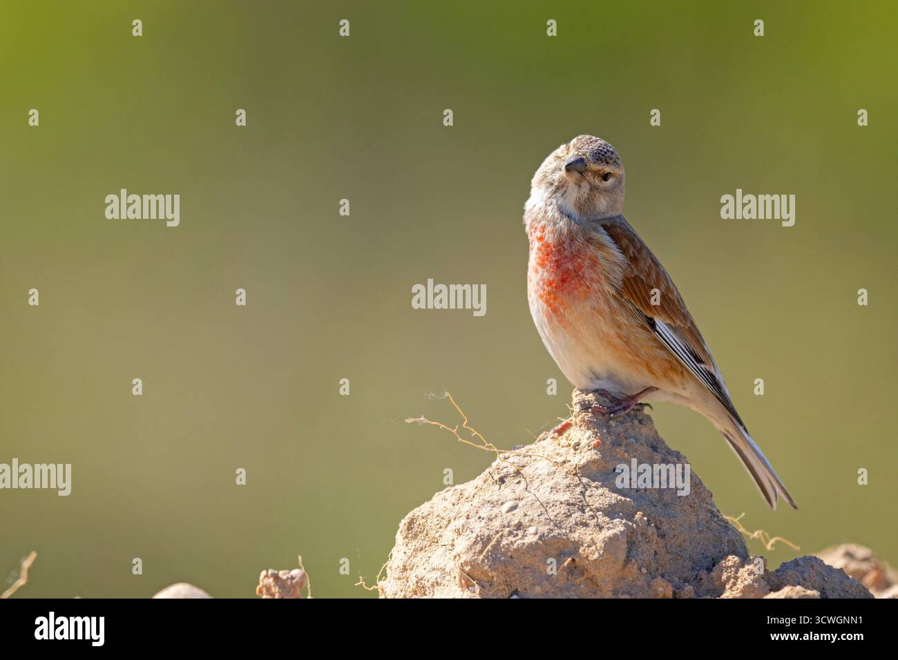 Il linete comune (Linaria cannabina) è un piccolo uccello passerino della famiglia dei finch, Fringillidae Foto Stock
