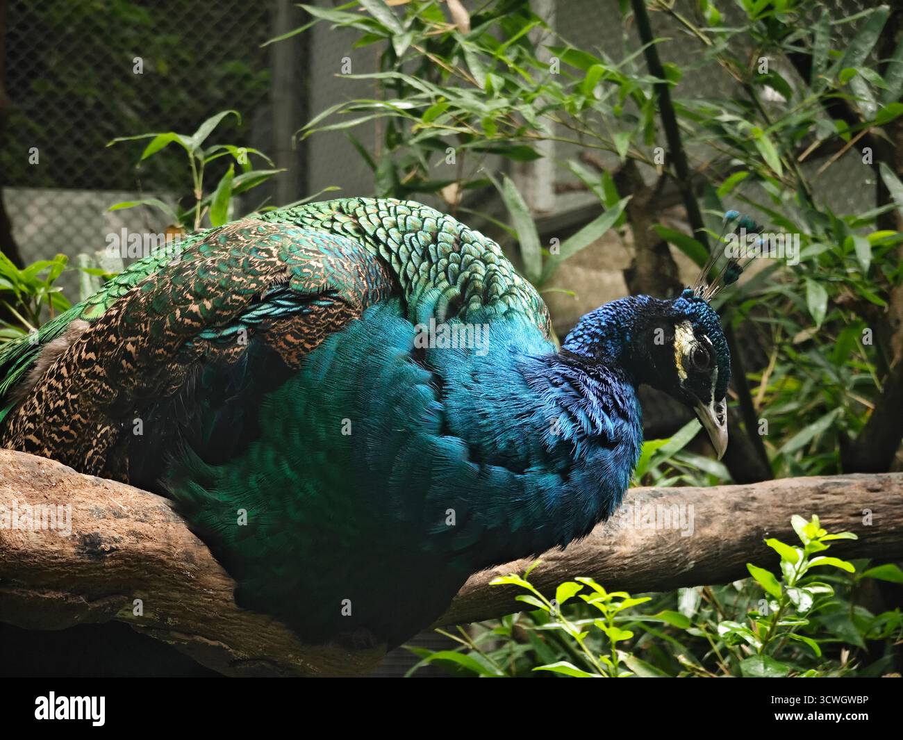 un pavone verde e blu si siede sulla diramazione dello zoo Foto Stock
