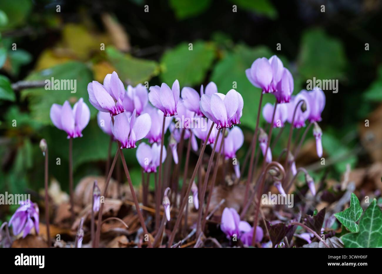 Vista ravvicinata di un piccolo e delicato hederifolium ciclamino viola che fiorisce in autunno in un giardino nel Surrey, nel sud-est dell'Inghilterra Foto Stock